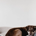 Критический анализ слот-игры The Dog House Megaways от Pragmatic Play