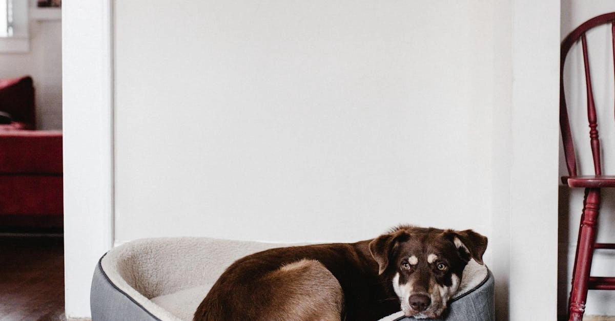 Критический анализ слот-игры The Dog House Megaways от Pragmatic Play