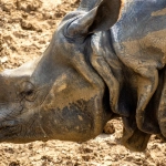 Критический анализ игрового автомата Great Rhino Deluxe