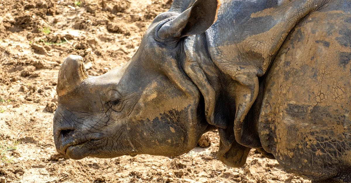 Критический анализ игрового автомата Great Rhino Deluxe